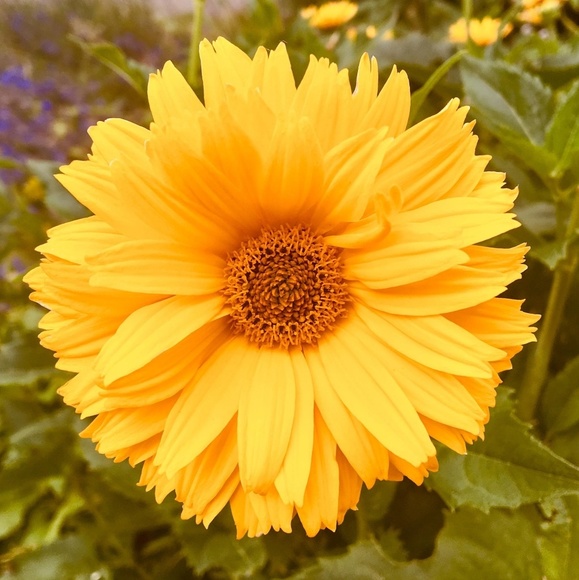 Meet your Posher, Jana - Picture 1 of 1